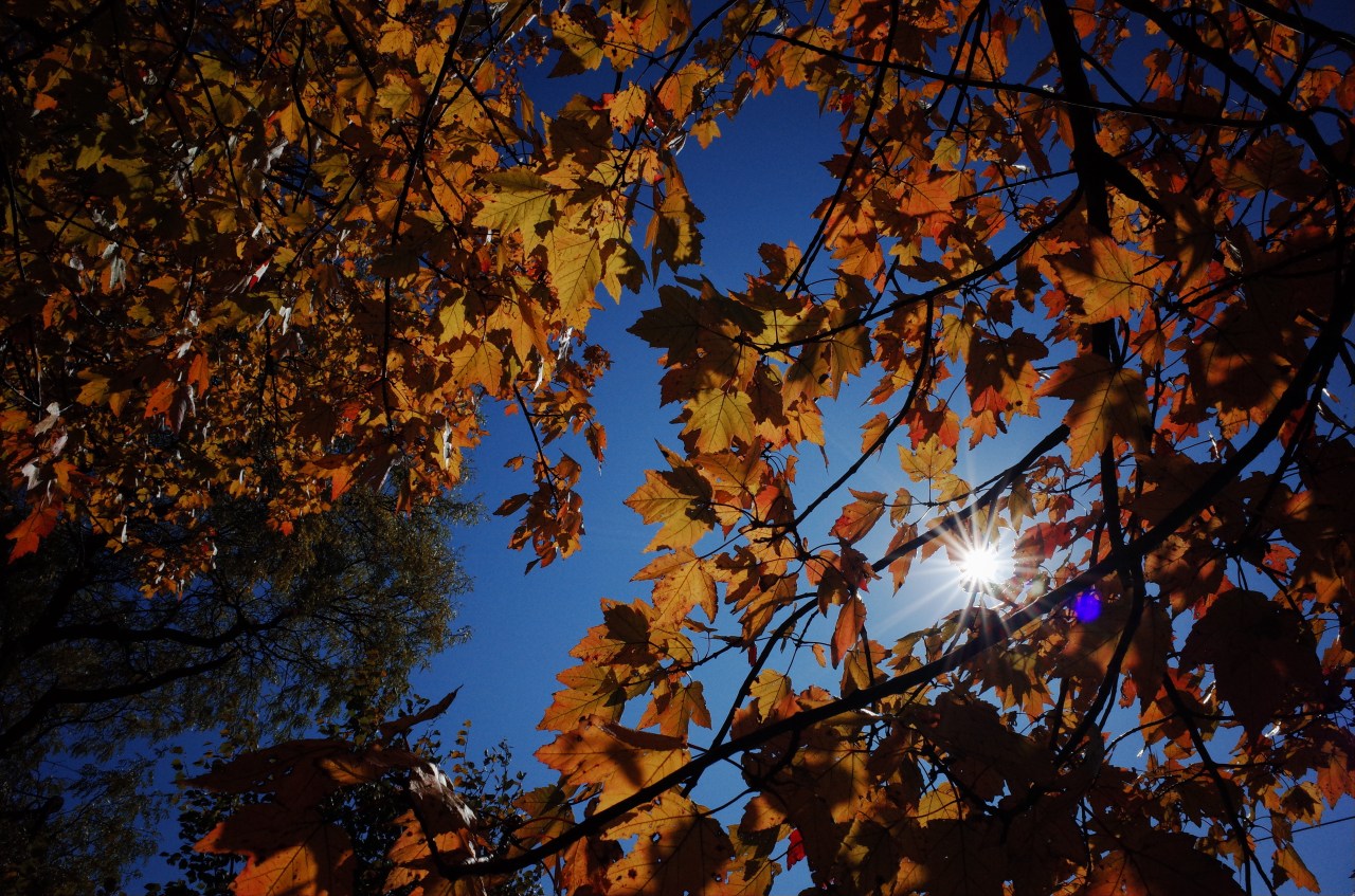 Trees Put Up a Show This&nbsp;Fall