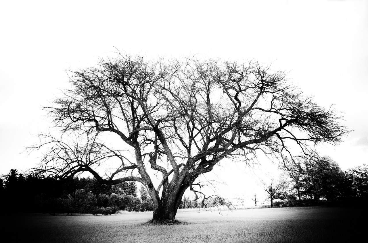 The Art of Getting it&nbsp;Wrong