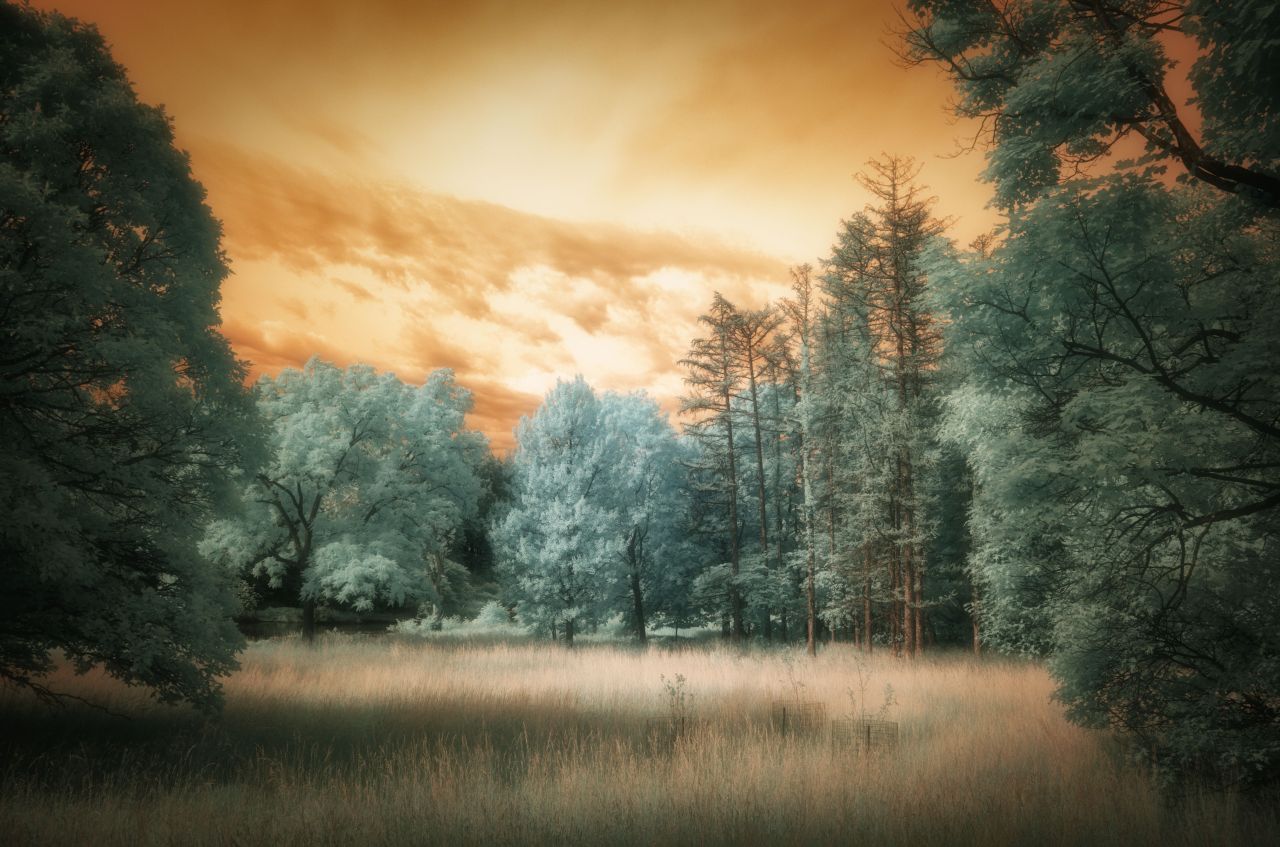 Dance of a Meadow&nbsp;Fairy