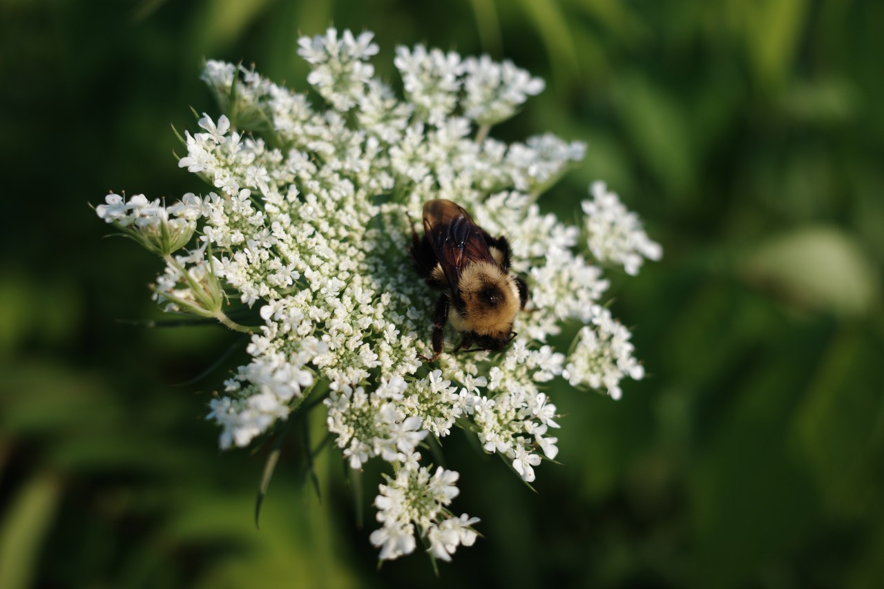 Pollen, Our Bane and Saving&nbsp;Grace