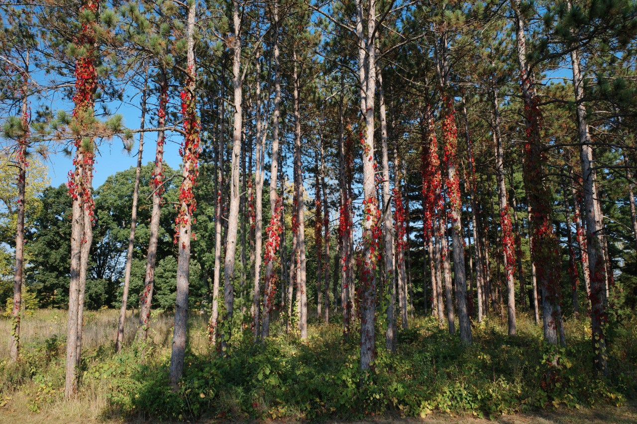Red Pines