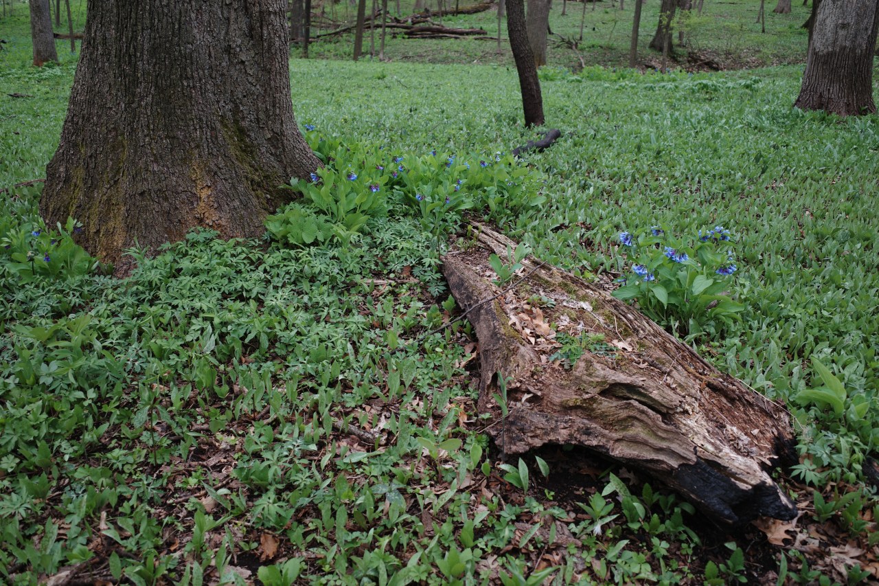 Knight of the&nbsp;Forest