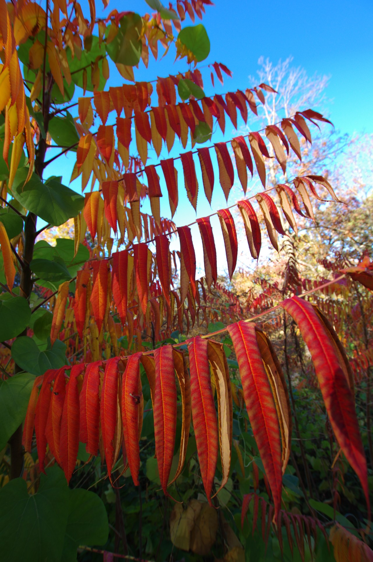 One Rung At A&nbsp;Time