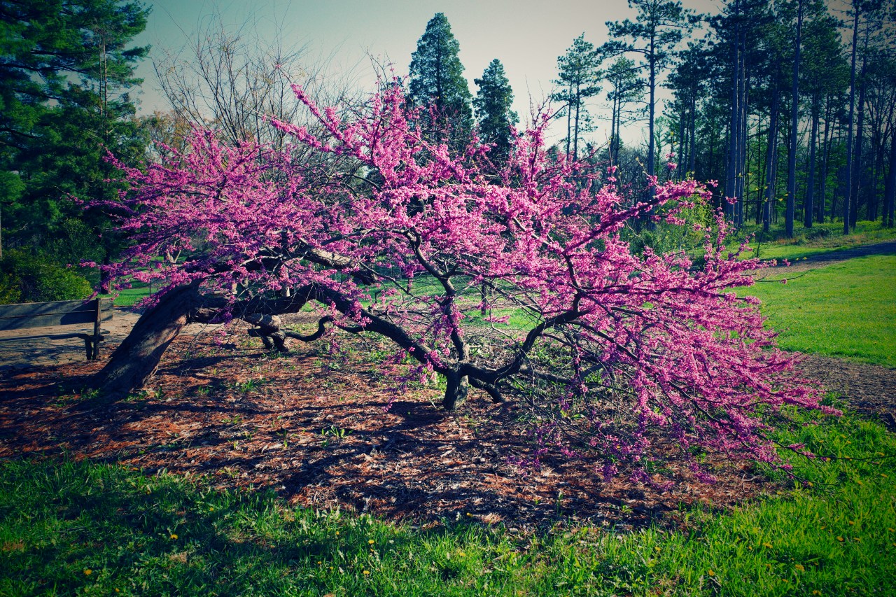 Peculiarities of Beauty